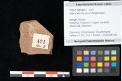 Foto (Objekt + Etikett) von Asterocalyx styriacus Ettingshausen (NHMW-GEO-2024-0188-0424)